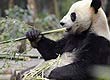 China Daily/Reuters China Daily/Reuters