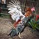 Folha Imagem