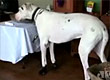 Reprodu��o