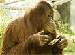 Zoológico de Viena/Facebook Zoológico de Viena/Facebook
