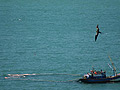 Ernesto Galiotto/Pesca & Cia.