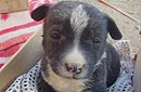 Nowzad Dogs