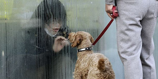 Japonesa em isolamento improvisado observa cão através de vidro