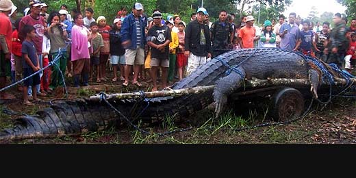 Crocodilo gigante com 6,4m de comprimento é capturado nas Filipinas; veja