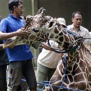 Juni Kriswanto/AFP