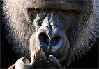 Ben Stansall/AFP