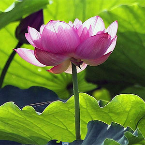 Luong Thai Linh/EFE