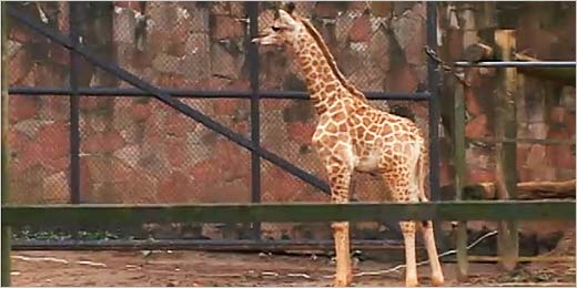 Zoológico de São Paulo abre votação para nome de bebê girafa